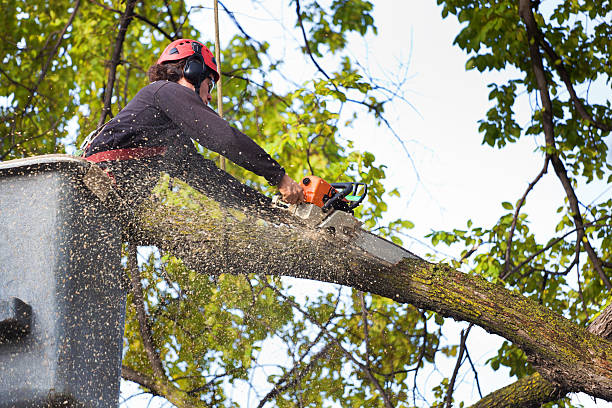 Professional Tree Care Services in Bells, TN